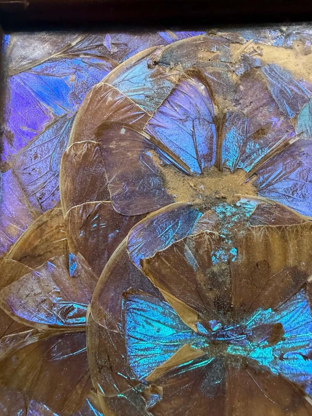 Vintage Brazilian Blue Morpho Butterfly Wing Serving Tray with Inlaid Wood Frame - Picture 4 of 9